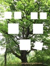 arbre genealogie