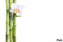 bambou orchidée