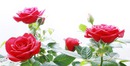 fiore rosso1