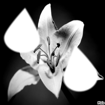 Fleur de Lys Fotomontáž