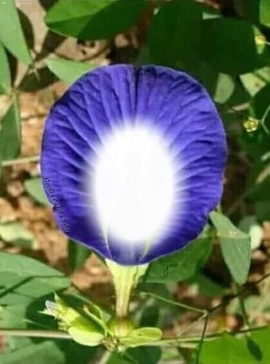 Cc flor de campana Photomontage