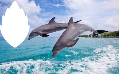 delfinek Fotómontázs