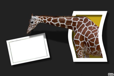 giraffe Photo frame effect