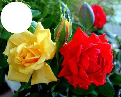 rosas Fotomontage