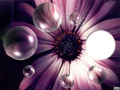 Fleur bulle Photomontage