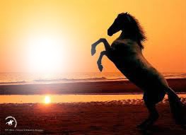 cheval coucher soleil Montaje fotografico