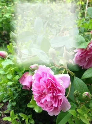 Les roses Fotomontāža