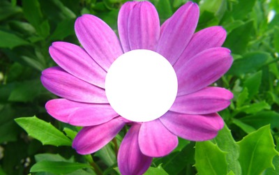 flor / fiore Valokuvamontaasi