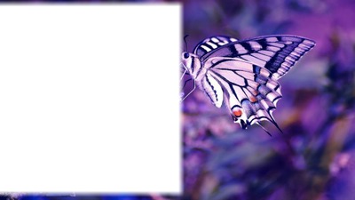mariposas Fotomontagem