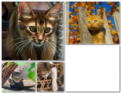 chat Photomontage
