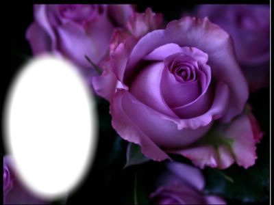 Purple Rose Photo frame effect