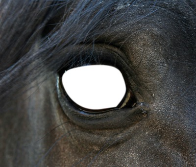 oeil de chevaux Фотомонтажа