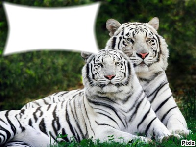 tigres Fotomontage