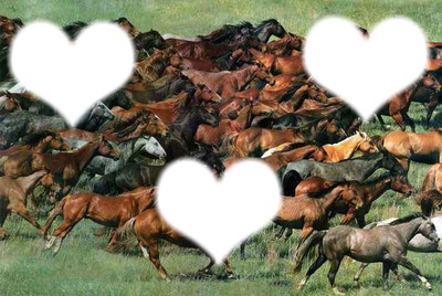 amor caballo Montage photo