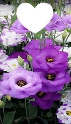 La violette Valokuvamontaasi