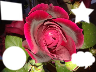 Red rose Photo frame effect