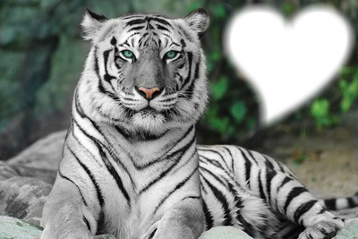 "witte tijger" Fotomontage