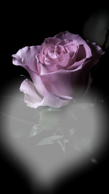 Der Duft einer Rose Fotomontáž