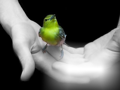 main avec oiseau Fotomontaż