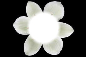 Dans une fleur Valokuvamontaasi