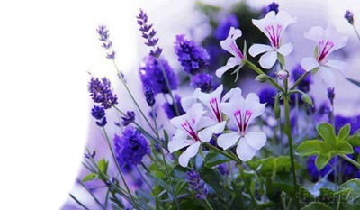 fleurs bleue Фотомонтаж