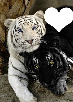 Amour tigres Fotomontaggio