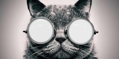 cats glasses フォトモンタージュ