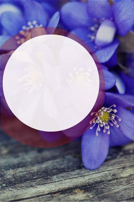 flores azuis Montaje fotografico