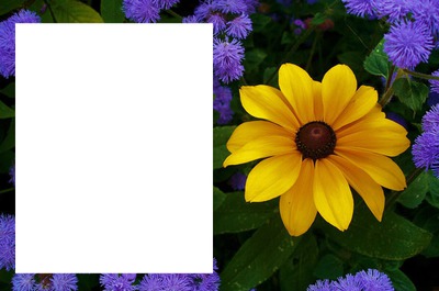 cadre fleur Fotomontage