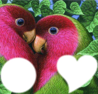Love Birds Valokuvamontaasi