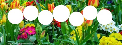 Cercles sur tulipes Fotomontage