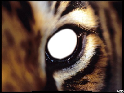 L'oeil du tigre Photomontage