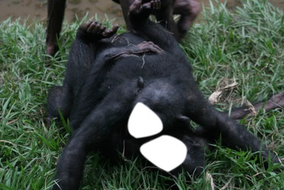 bonobo ross alan Fotomontagem