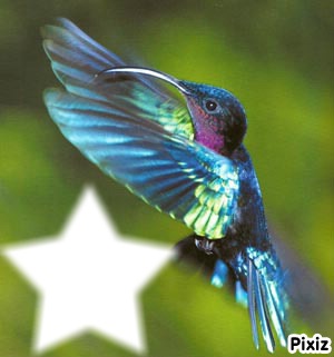 colibri Fotomontaggio