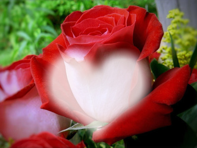 Red Rose Fotomontaggio