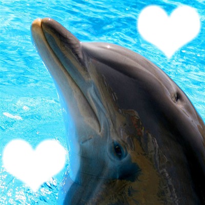 Dolphin Love Fotomontage