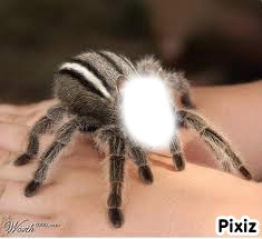 l'homme araignée Photomontage