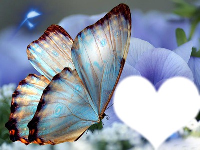 Blue Butterfly Φωτομοντάζ