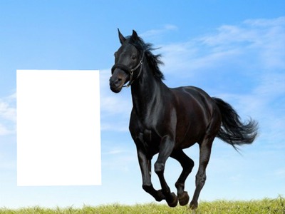 cheval noir Fotomontáž