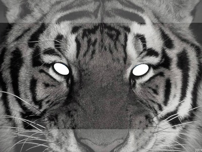 le tigre blanc Fotomontaggio