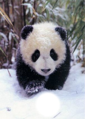 panda Φωτομοντάζ