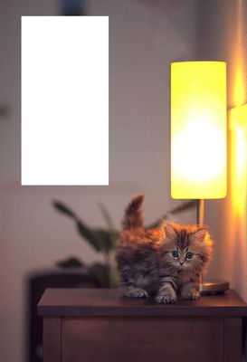 Retrato y gato Fotomontaggio
