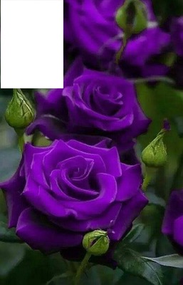Violette rose フォトモンタージュ