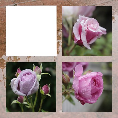 Les roses Fotomontaggio