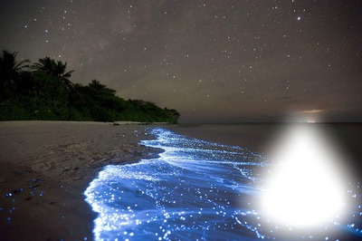 yıldız denizi Fotomontage