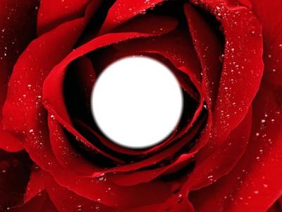 The Red Rose フォトモンタージュ