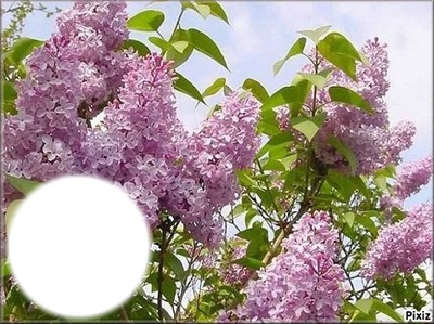 *Lilas* Photo frame effect