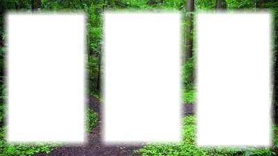 Erdő 3 kép Fotómontázs