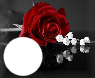 Roses Photomontage
