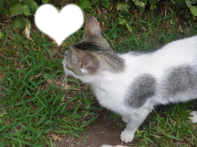 Chat Coeur <3 Montage photo